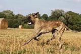 DOGUE ALLEMAND 341
